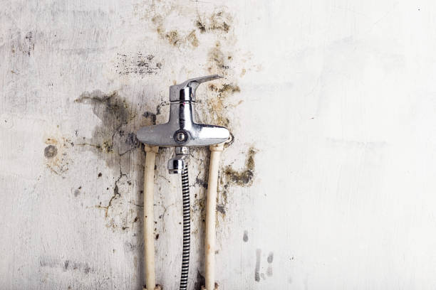 Best DIY Mold Remediation Support Services in Waynesville, MO