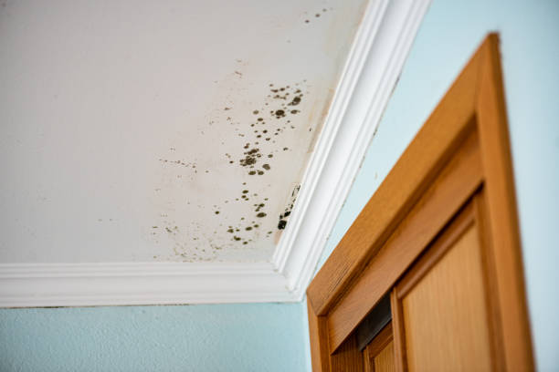 Best Industrial Mold Remediation in Waynesville, MO