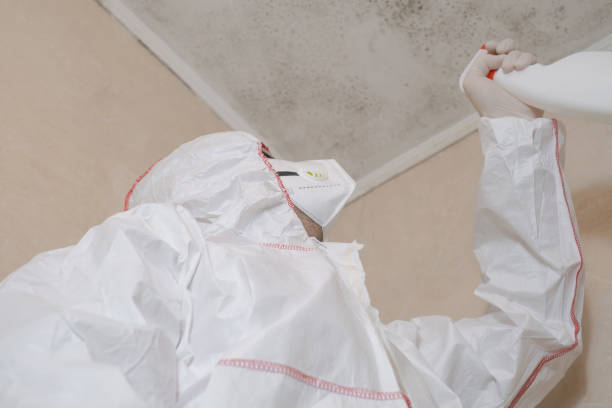 Best Commercial Mold Remediation in Waynesville, MO