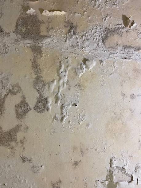Best Kitchen Mold Remediation in Waynesville, MO