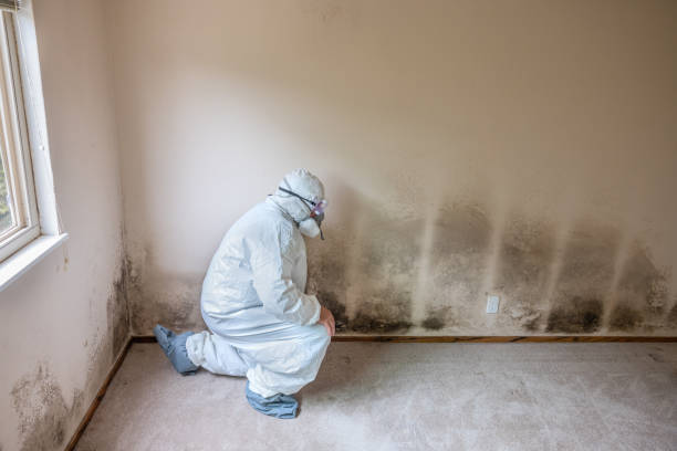 Best Residential Mold Remediation in Waynesville, MO