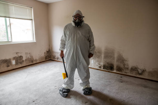 Best Post-Flood Mold Remediation in Waynesville, MO